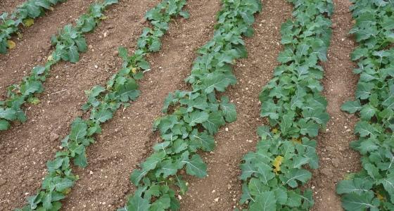 Il est nécessaire de maîtriser la densité du semis, notamment pour les semences de ferme.