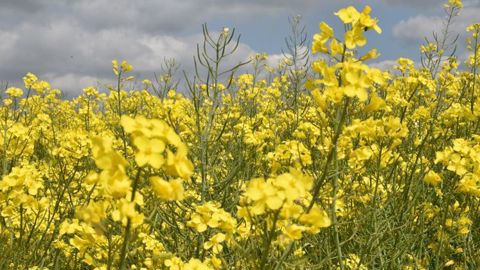 La production d’un colza conventionnel relargue 0,940 kg de CO2 par kg de matière brute, soit deux fois plus qu’un blé tendre. © A. RICHARD