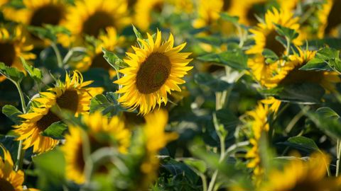 Selon l’Anses, les variétés VTH concernent 2 à 5 % des surfaces de colza et 20 à 30 % des surfaces de tournesol. © J.-M. NOSSANT