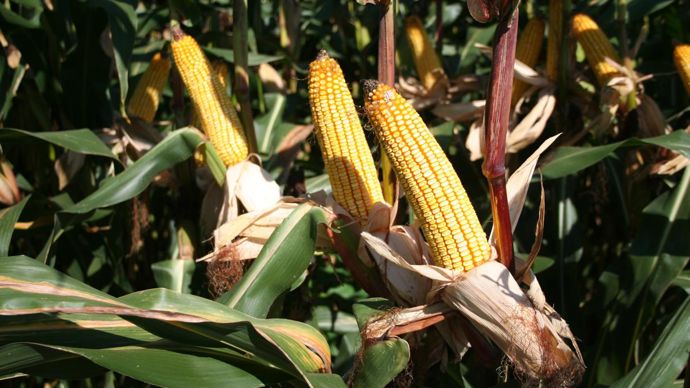 Pour la troisième année consécutive, les plans de production de maïs semences sont à la hausse en France, à 79 500 ha. © B. CAILLIEZ