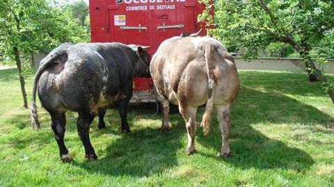 Socobeval annonce une activité de 40 000 têtes par an, centrée sur les bovins de boucherie et d’élevage en Alsace et en Lorraine.