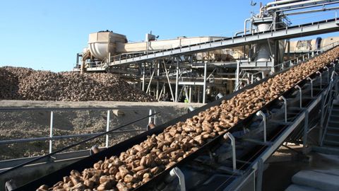 Pour la récolte 2020, les industriels estiment que les prix devraient être plus favorables. © B. CAILLIEZ