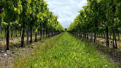 Les essais de Fortet-Dufaud sont installés au domaine Boinaud, un vignoble de 420 ha proche de Salles-d’Angles.