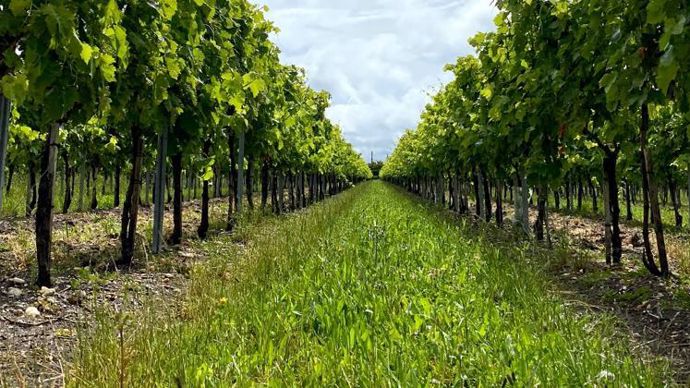 Les essais de Fortet-Dufaud sont installés au domaine Boinaud, un vignoble de 420 ha proche de Salles-d’Angles.