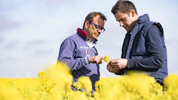 Avec la vente de grains de colza à Saipol, trente agriculteurs ont touché un « bonus bas GES » autour de 20 € par tonne. © AXÉRÉAL