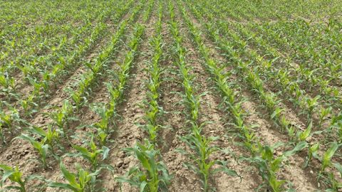 Les essais en cours comparent trois écartements à 40 (photo), 60 et le classique 75-80 cm. © CAC