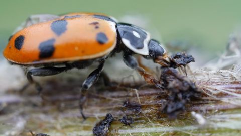 Les macroorganismes ont représenté 10 % des ventes de produits de biocontrôle en 2019, selon le baromètre IBMA France réalisé par ADquation en juin 2020. © C. WATIER