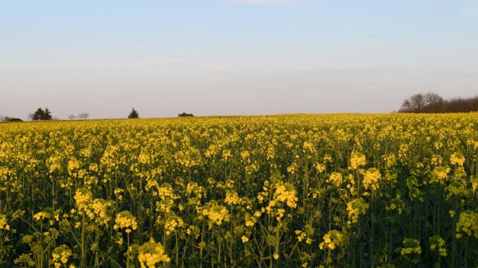 « L’intérêt d’avoir choisi ce calculateur est de nous permettre de valoriser le colza lors de sa commercialisation auprès de nos clients triturateurs par une prime spécifique calculée sur la réduction effective de GES », témoigne François Berson, chez Soufflet Agriculture. © J.-M. NOSSANT