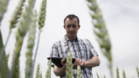 En trois années d’essais, Syngenta constate que « l’utilisation d’Avizio a permis de faire l’impasse du T1 dans 50 % des cas sans pertes de rendements ». © S. CHAMPION