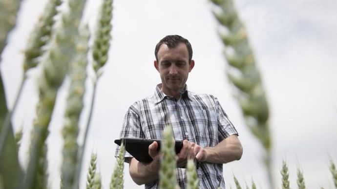 En trois années d’essais, Syngenta constate que « l’utilisation d’Avizio a permis de faire l’impasse du T1 dans 50 % des cas sans pertes de rendements ». © S. CHAMPION