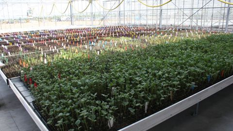 Le premier levier pour réduire les phytos en pommes de terre est le recours à des variétés résistantes ou tolérantes. © B. CAILLIEZ