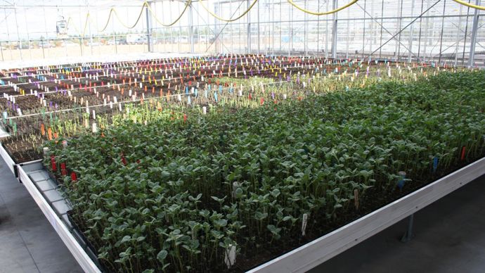 Le premier levier pour réduire les phytos en pommes de terre est le recours à des variétés résistantes ou tolérantes. © B. CAILLIEZ