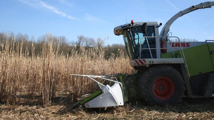 Depuis le lancement du programme BFF, les surfaces implantées en sorgho et en miscanthus ont fortement augmenté en France, preuve de l’intérêt des agriculteurs pour ces deux cultures. © B. CAILLIEZ