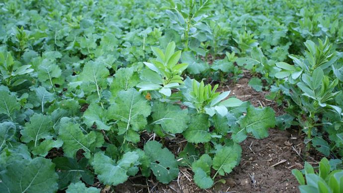 Dans le Berry, des résultats très intéressants ont été obtenus en colza et en blé tendre, mais le programme a montré les limites du « zéro glyphosate ». © B. CAILLIEZ