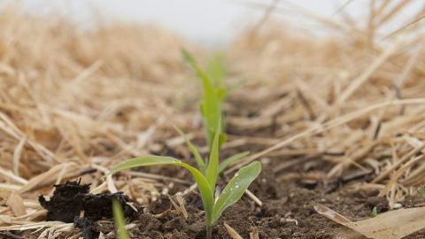 Pour les grandes cultures en semis direct, l’interdiction du glyphosate peut entraîner un surcoût allant jusqu’à 80 €/ha. © SÉBASTIEN CHAMPION