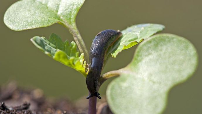 Ferrex lentilles antilimaces, composé de phosphate ferrique (25 g/kg), est homologué sur toutes cultures et utilisable en agriculture biologique. © C. WATIER