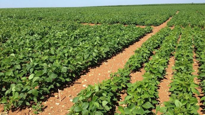 Alicoop adosse son engagement sur le projet d’Océalia de développement des surfaces de soja, qui pourraient être multipliées par sept.