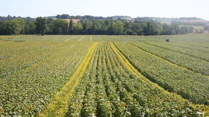 La production de semences de tournesol est l’une des plus concernées par le découragement des agriculteurs multiplicateurs. © B. CAILLIEZ