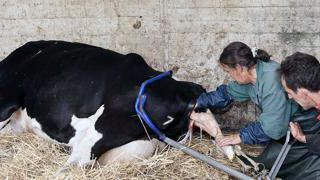 Colostrum. On n’a pas fini de le ressasser : l’ingestion d’un colostrum de qualité et en quantité suffisante est le meilleur gage de santé pour vos veaux ! Il ne coûte que le temps pris pour le distribuer. Colostrum. On n’a pas fini de le ressasser : l’ingestion d’un colostrum de qualité et en quantité suffisante est le meilleur gage de santé pour vos veaux ! Il ne coûte que le temps pris pour le distribuer.