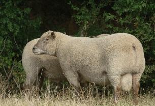 Mouton vendéen