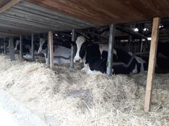 Sur le flanc de la vache. En Rhône-Alpes, des trappes amovibles en partie basse du bâtiment, sur les flancs, pour rafraîchir la laitière.
© B.fagoo
Sur le flanc de la vache. En Rhône-Alpes, des trappes amovibles en partie basse du bâtiment, sur les flancs, pour rafraîchir la laitière.
© B.fagoo