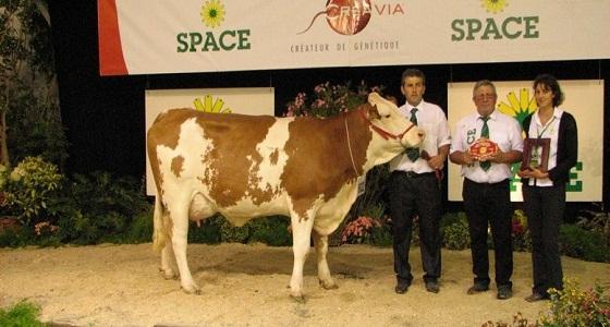 Fifine, grande championne Space 2012 de la race Simmental.