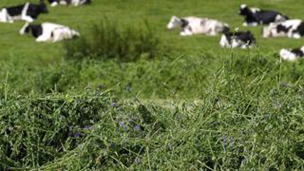 La luzerneest la plante qui produit le plus de MAT par hectare en vue de faire des stocks. Dans les sols peu adaptés, elle intégrera les mélanges prairiaux multi-espèces. La luzerneest la plante qui produit le plus de MAT par hectare en vue de faire des stocks. Dans les sols peu adaptés, elle intégrera les mélanges prairiaux multi-espèces.