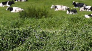 La luzerneest la plante qui produit le plus de MAT par hectare en vue de faire des stocks. Dans les sols peu adaptés, elle intégrera les mélanges prairiaux multi-espèces. La luzerneest la plante qui produit le plus de MAT par hectare en vue de faire des stocks. Dans les sols peu adaptés, elle intégrera les mélanges prairiaux multi-espèces.