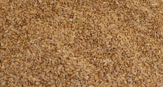 La Fao soutient l'idée de la FGrance de constituer des stocks alimentaires stratégiques.