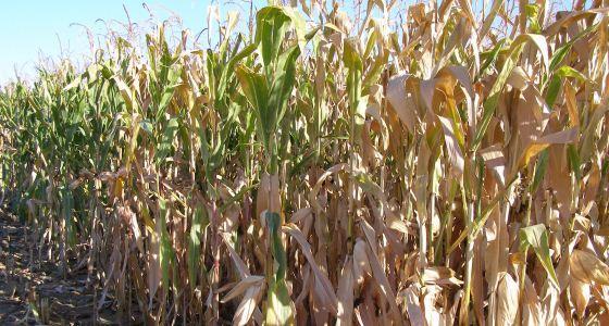 L'Usda a revu à la baisse les prévisions de production de maïs aux Etats-Unis.