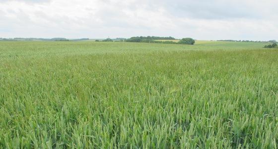 L’état des parcelles en fin de campagne donne un bon aperçu des dérives d’efficacité auxquelles sont confrontés les herbicides de sortie d’hiver.