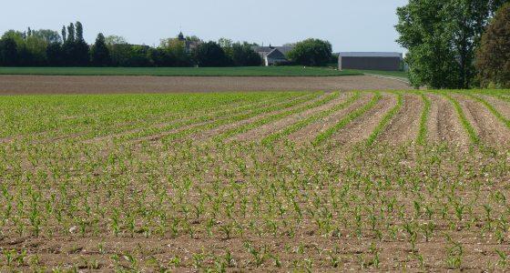 A ce jour aucune résistance n’a été répertoriée dans la flore des parcelles de maïs, en monoculture comme dans les assolements où le maïs domine.