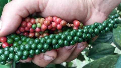 Le poivre d’exception Yupanqui, produit en Equateur est très puissant en bouche.