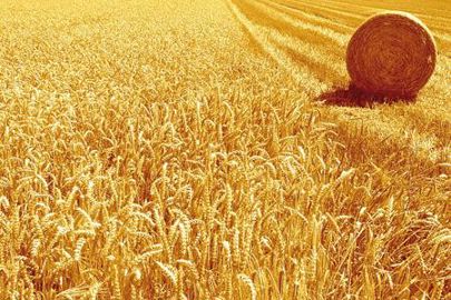 Le prix du blé agri-éthique est fixé pour trois ans. Par conséquent, le tarif de la farine est également bloqué. (Photo : latoque.fr) Le prix du blé agri-éthique est fixé pour trois ans. Par conséquent, le tarif de la farine est également bloqué. (Photo : latoque.fr)