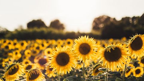Les oléo-protéagineux (essentiellement colza, tournesol, pois et soja) occupent environ 2,2 millions d’hectares, dont 400 000 ha pour les protéagineux, répartis sur 120 000 exploitations agricoles. Unsplash