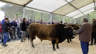 La sélection pour le salon international de l'agriculture des animaux de la race aubrac a mobilisé de nombreux éleveurs. La sélection pour le salon international de l'agriculture des animaux de la race aubrac a mobilisé de nombreux éleveurs.