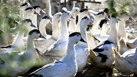 Les essais vaccinaux contre l'influenza aviaire hautement pathogène concernent notamment les canards mulards. Les essais vaccinaux contre l'influenza aviaire hautement pathogène concernent notamment les canards mulards.