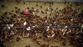 Le ministère de l’Agriculture déploie le dispositif d'aides aux éleveurs touchés par l'épisode d'influenza aviaire de 2021-2022. Le ministère de l’Agriculture déploie le dispositif d'aides aux éleveurs touchés par l'épisode d'influenza aviaire de 2021-2022.