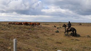 La Fédération nationale bovine dénonce la non réciprocité des normes dans l'accord de libre-échange conclut entre l'Union européenne et le Chili. La Fédération nationale bovine dénonce la non réciprocité des normes dans l'accord de libre-échange conclut entre l'Union européenne et le Chili.