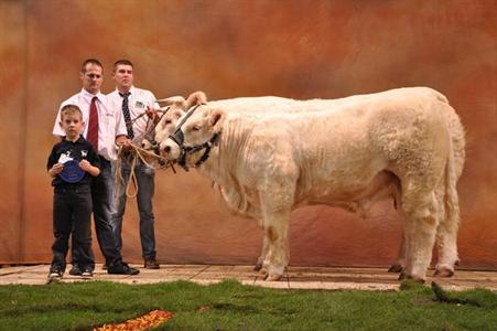 Champagne Charolais