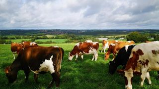Repousse. Un mois après le retour de la pluie, les vaches disposent d’une herbe abondante et de qualité.C. Coënt Repousse. Un mois après le retour de la pluie, les vaches disposent d’une herbe abondante et de qualité.C. Coënt