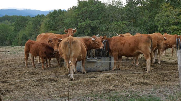 Lur Berri collecte chaque année plus de 24 000 bovins dans le Sud-Ouest, des gros bovins, de jeunes bovins blonds, des veaux élevés sous la mère et des veaux de boucherie.