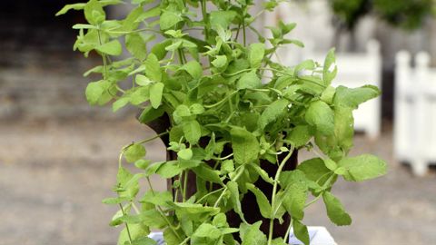 Mentha x niliaca, Grand prix de Saint-Jean-de-Beauregard - Automne 2022.