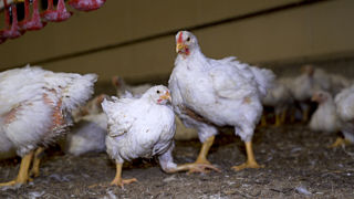 En plus de la grippe aviaire, la filière avicole est confrontée au renchérissement du coût de l’énergie et de l’alimentation. En plus de la grippe aviaire, la filière avicole est confrontée au renchérissement du coût de l’énergie et de l’alimentation.