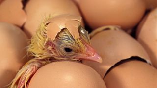 Le broyage des poussins mâles peut être évité avec une nouvelle technologie génétique. Le broyage des poussins mâles peut être évité avec une nouvelle technologie génétique.