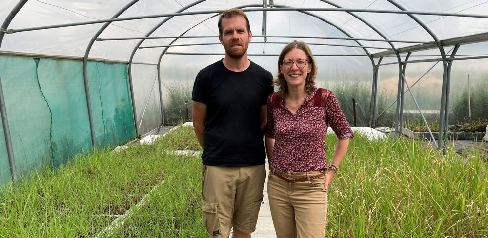 Guillaume Leriche a mis en place un procédé de multiplication de plants de miscanthus en motte, produits en plaques horticoles sous serre, soutenu par son épouse Mathilde, salariée de l"exploitation.
