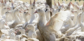 Depuis 2006, la France a connu plusieurs crises majeures d’influenza aviaire hautement pathogène (IAHP). (photo d'illustration) Depuis 2006, la France a connu plusieurs crises majeures d’influenza aviaire hautement pathogène (IAHP). (photo d'illustration)