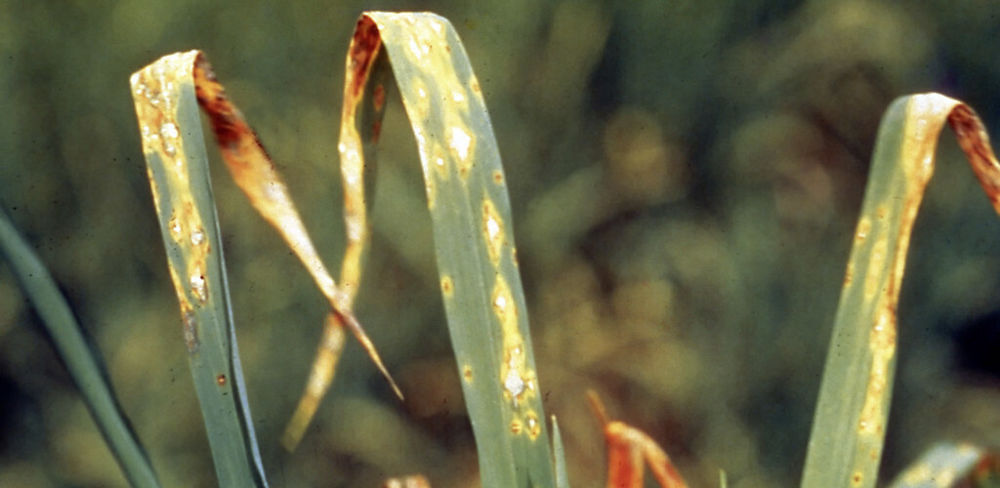 La présence de deux enzymes est nécessaire pour rendre pathogène un champignon sur les plantes.