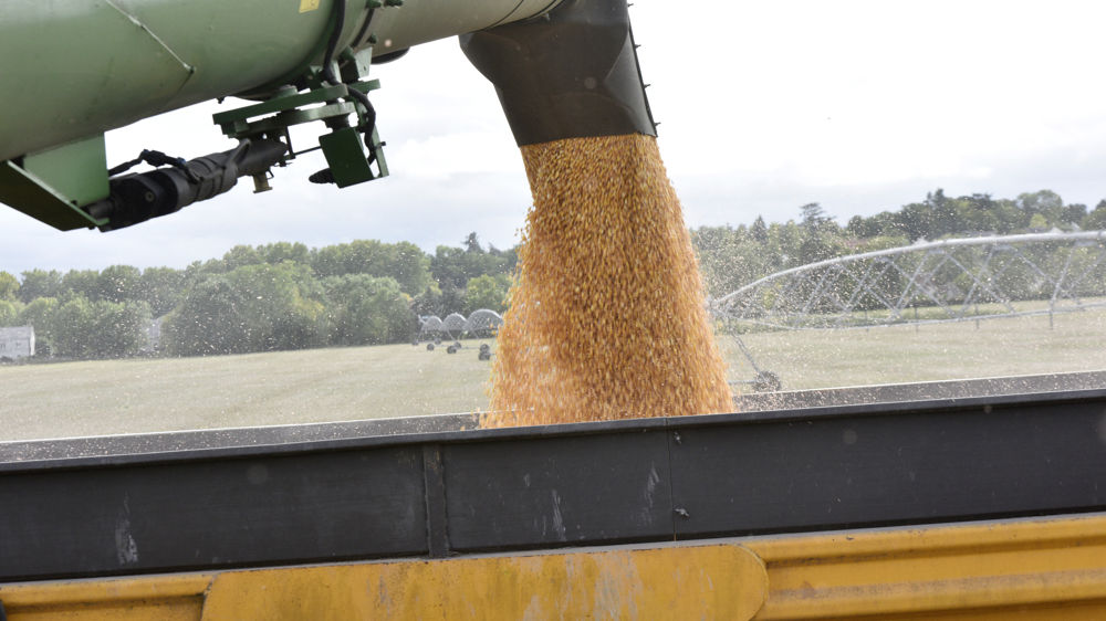 La récolte de céréales en Ukraine serait en retrait de 40 % par rapport à 2021. (Image d'illustration)