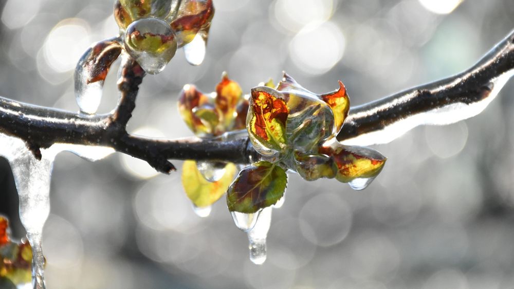 Le dispositif concerne les non-salariés agricoles et les employeurs touchés par le gel survenu du 4 au 14 avril 2021.